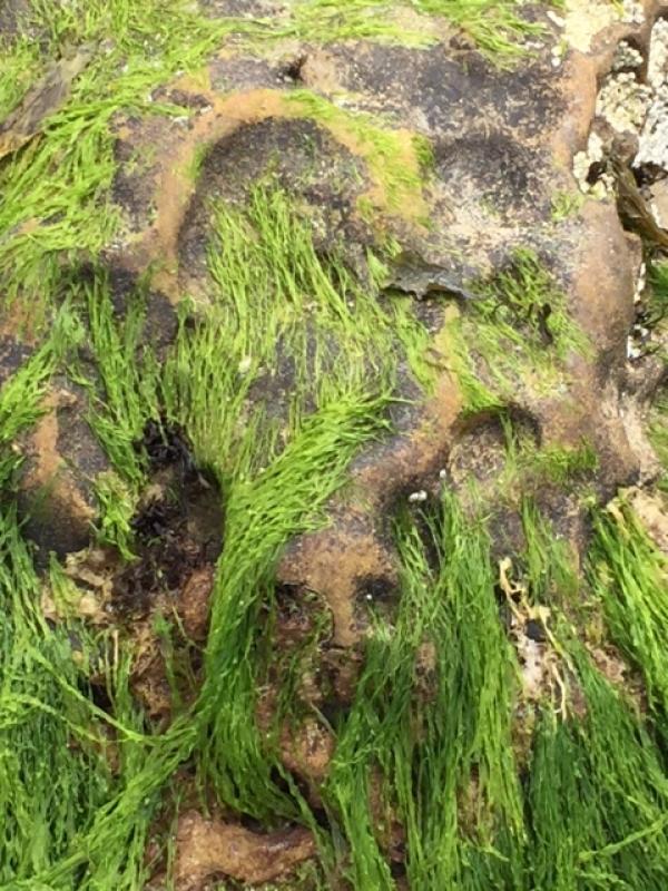 Een droom werd werkelijkheid_1750