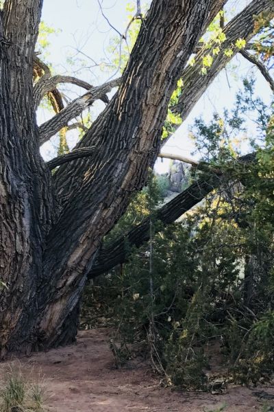 The Old Man Speaks_2081