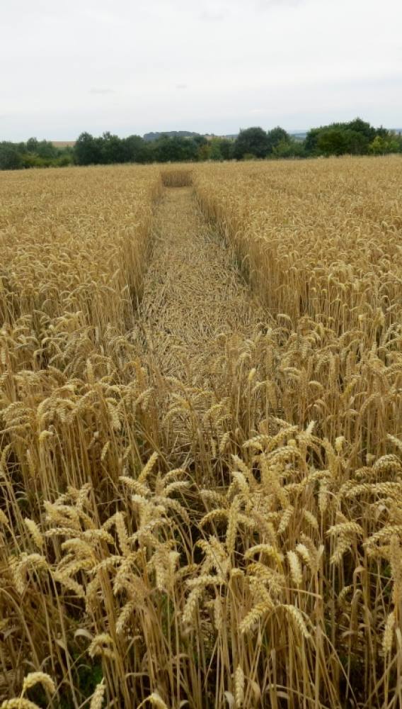 De ring van de Liefde