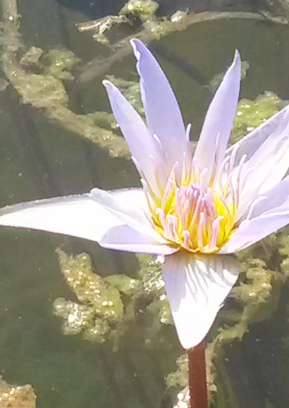 COPY The Oracle of Toth_1963