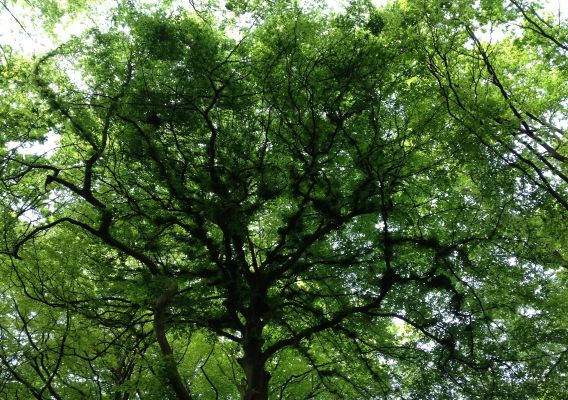 nu17 Liefde is de weg