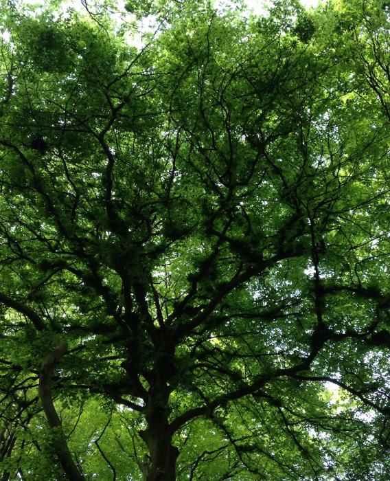 nu16 Crystals go to Japan