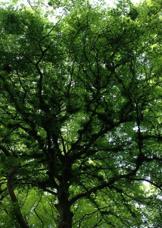 nu16 Crystals go to Japan