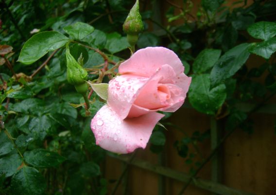 De ring van de Liefde