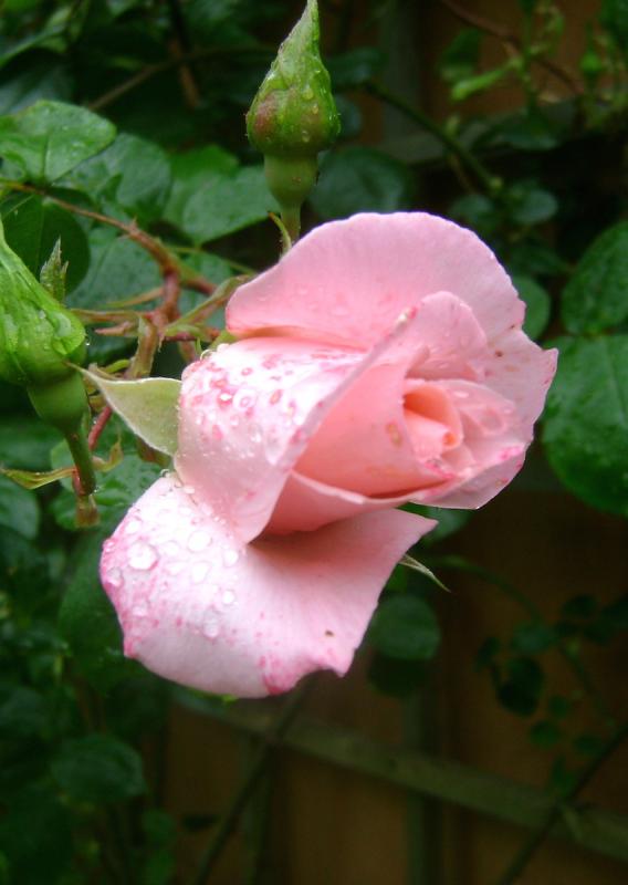 De ring van de Liefde