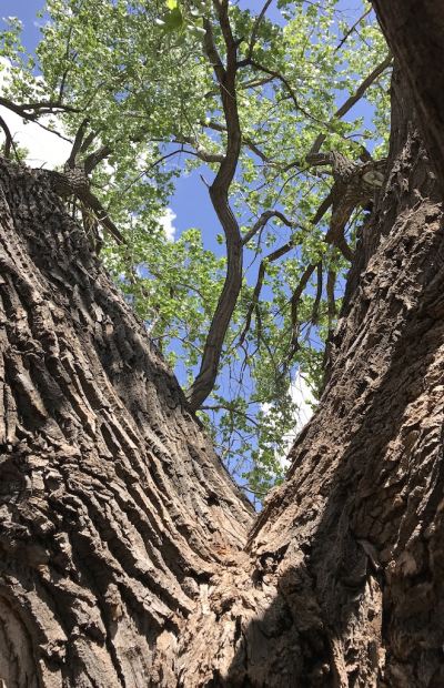 The Old Man Speaks_2093